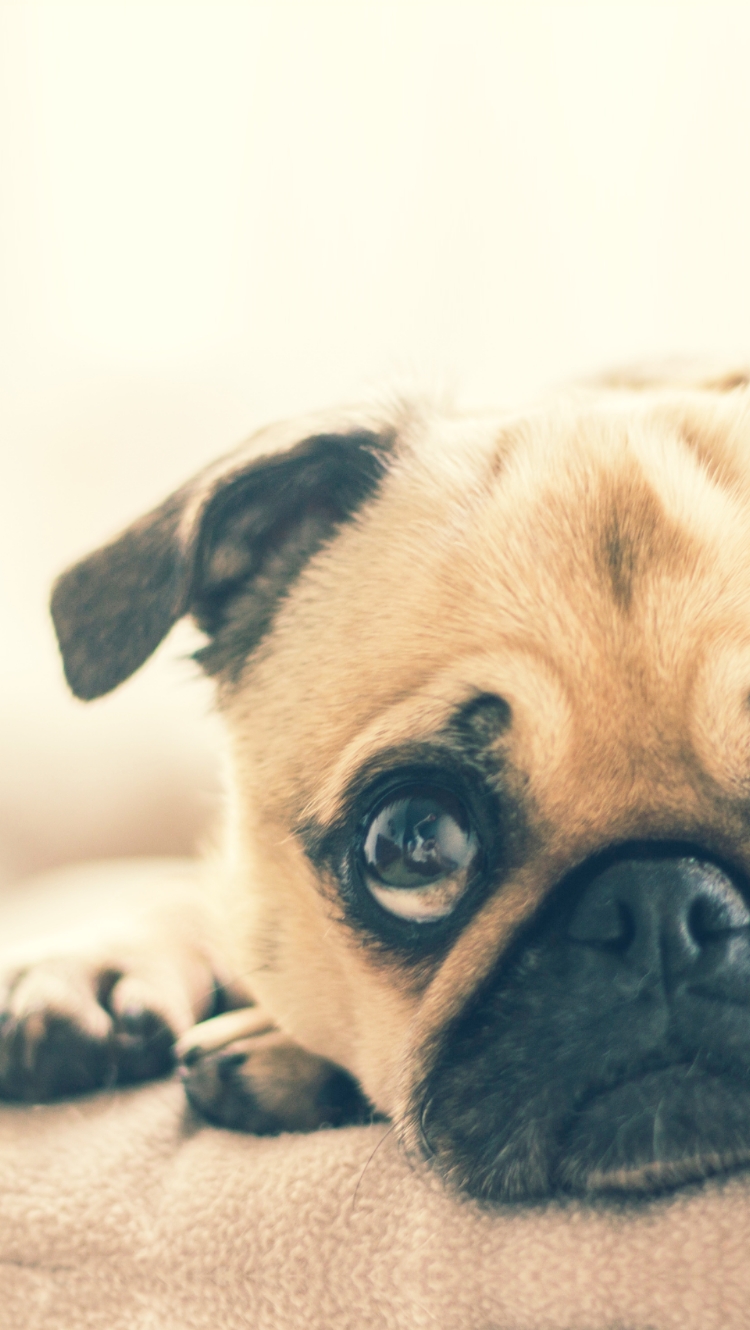 ブルドックがこちらを見ている様子