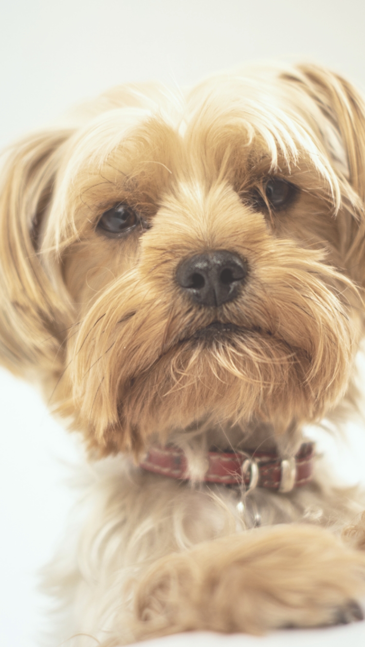 ブルドックがこちらを見ている様子