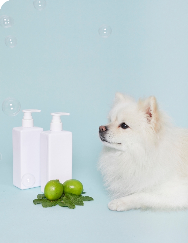 天然由来成分ドッグ用シャンプーの写真